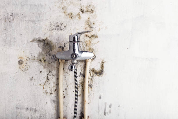 Best Mold Remediation  in Key Biscayne, FL