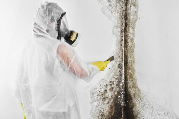 Mold Removal and Inspection in Key Biscayne, FL