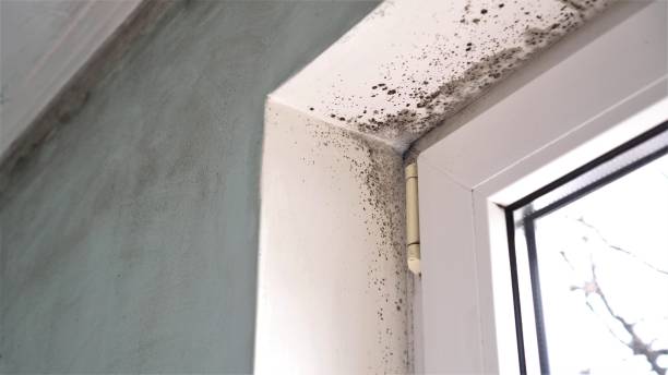 Best Residential Mold Removal  in Key Biscayne, FL