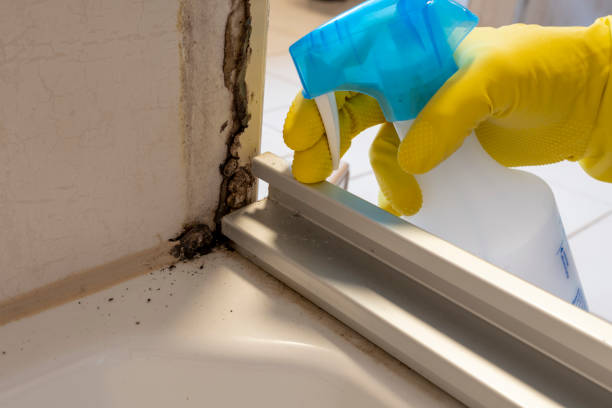 Best Same-Day Mold Removal  in Key Biscayne, FL