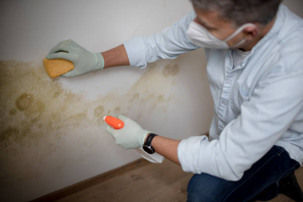 Best Black Mold Removal  in Key Biscayne, FL