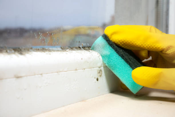 Best Office Mold Removal Services  in Key Biscayne, FL