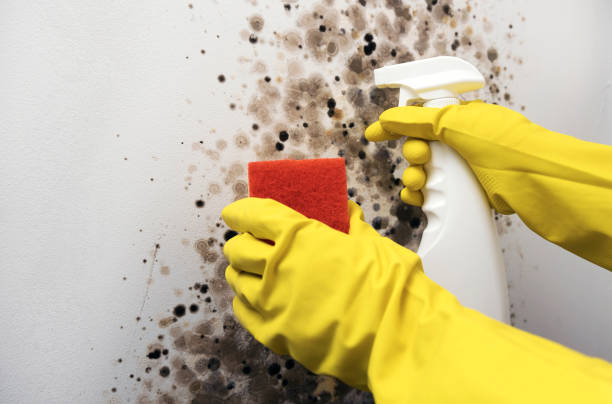 Trusted Key Biscayne, FL Mold Removal Experts