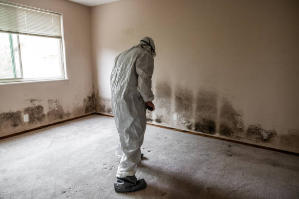 Best Mold Testing  in Key Biscayne, FL