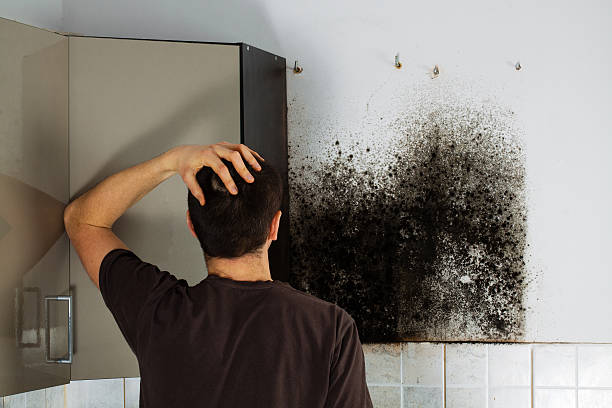 Best Attic Mold Removal  in Key Biscayne, FL