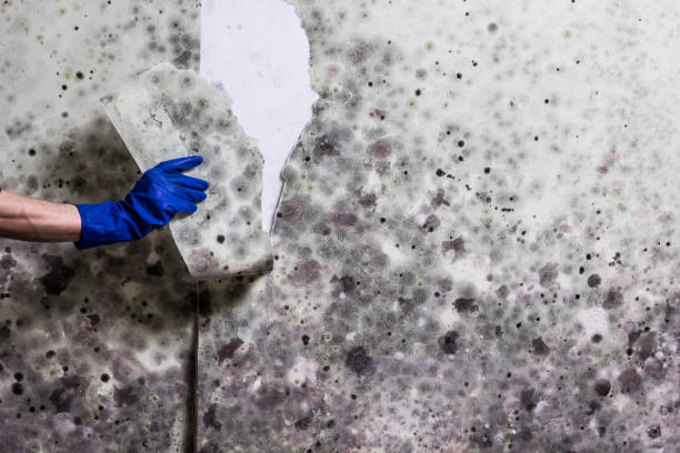 Best Black Mold Removal  in Key Biscayne, FL